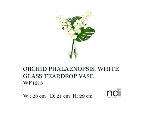 [MHT-004606] ORCHID PHALAENOPSIS, WHITE, GLASS TEARDROP VASE