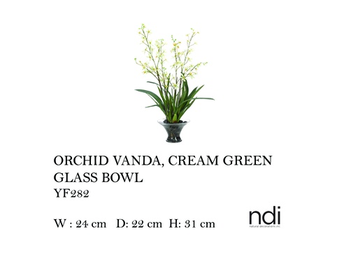 [MHT-004607] ORCHID VANDA, CREAM GREEN, GLASS BOW