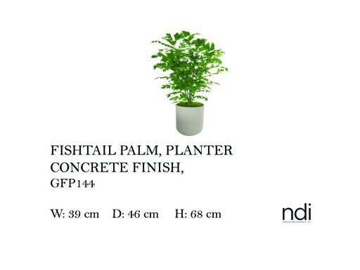 [MHT-004614] FISHTAIL PALM, PLANTER CONCRETE FINISH